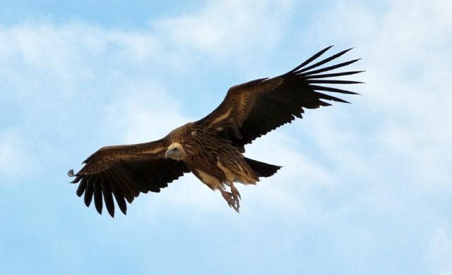 Himalayan Vulture flying